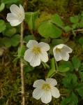 Oxalis