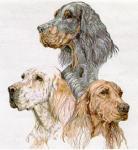 For all the dogs - Pour tous les chiens